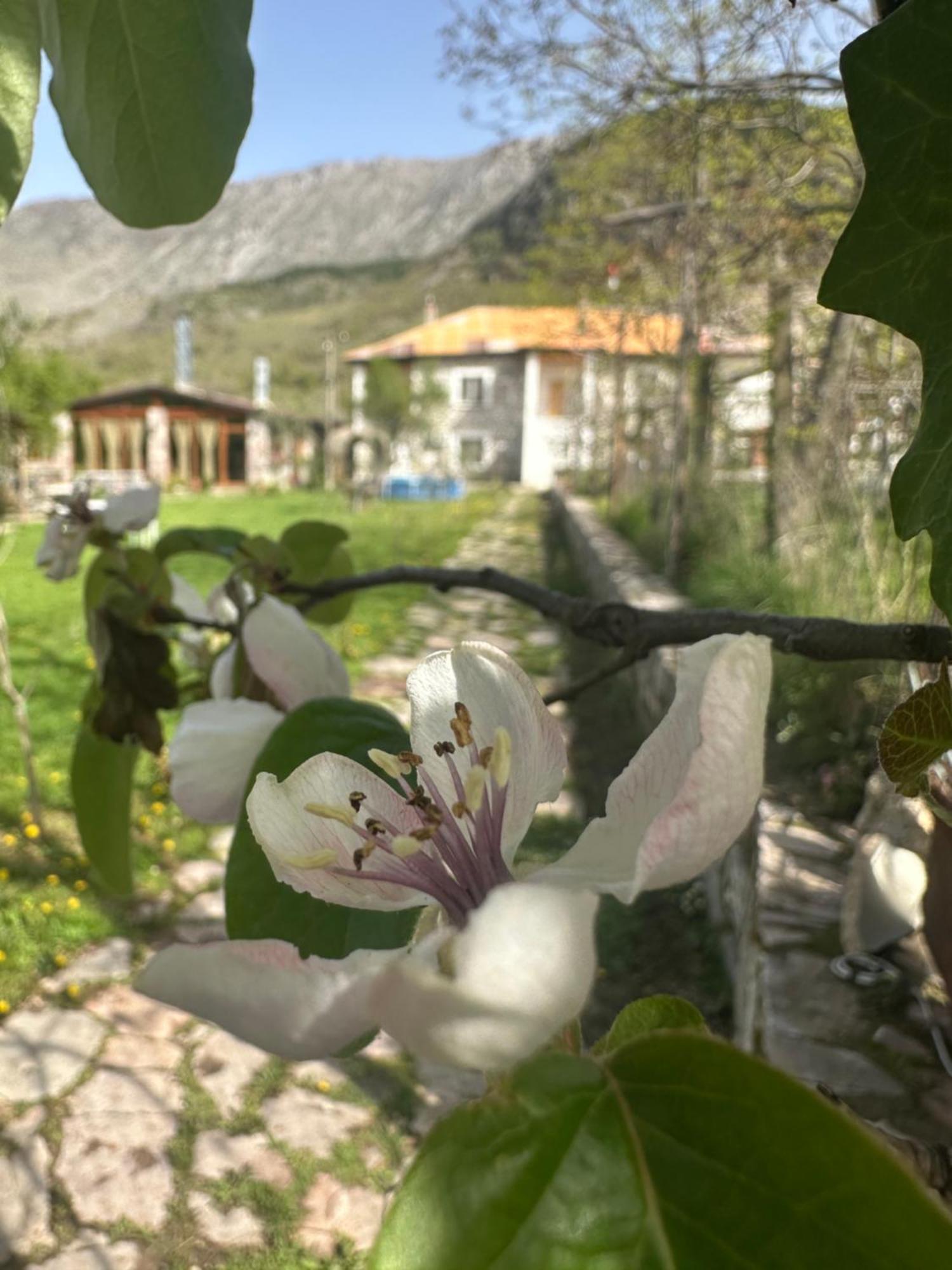 Vila Disha Tirana Exteriör bild