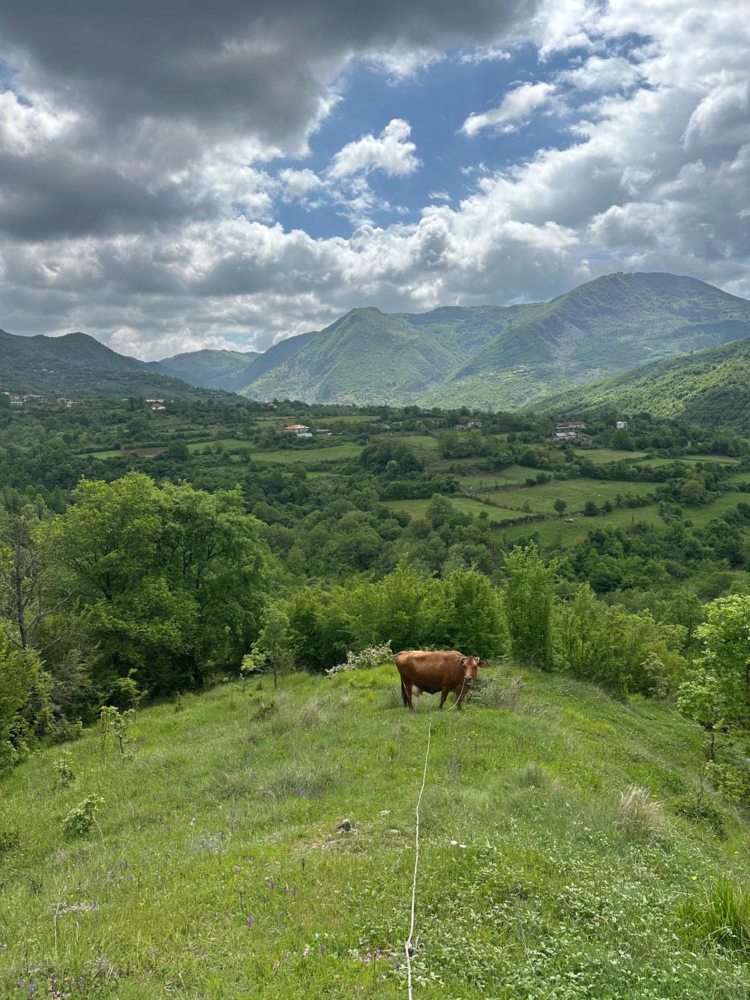 Vila Disha Tirana Exteriör bild